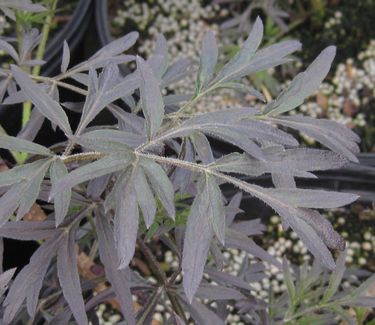 Sambucus nigra Black Lace� ('Eva')