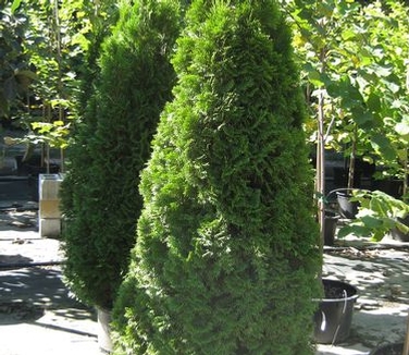 Thuja occidentalis Emerald Green