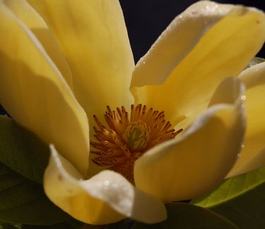 Magnolia x 'Yellow Bird'