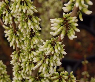 Cercis chinensis Alba' ('Shirobana')