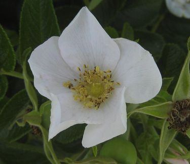 Rosa rugosa 'Alba'
