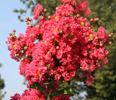 Lagerstroemia x 'Tuscarora'