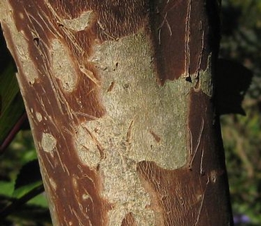 Lagerstroemia fauriei Townhouse