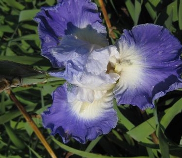 Iris germanica Clarence