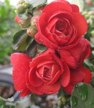 Chaenomeles Double Take™ 'Scarlet Storm'