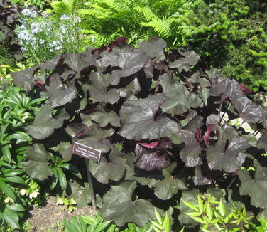 Ligularia dentata Britt-Marie Crawford (NYBG)