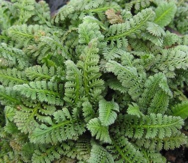 Leptinella squalida Brass Buttons