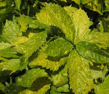 Aucuba japonica Mr. Goldstrike