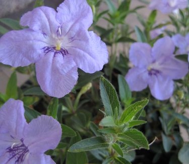 Ruellia humilis - Wild Petunia