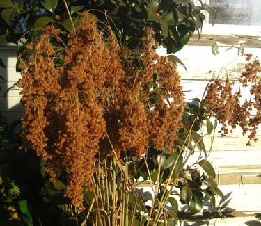 Scirpus cyperinus