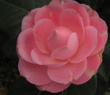 Camellia x April Pink