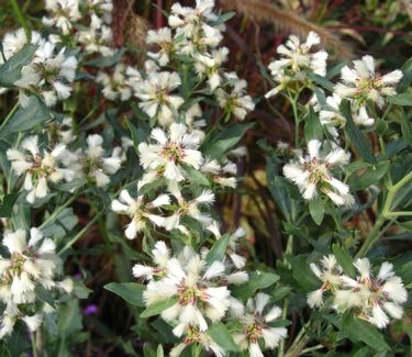 Baccharis halimifolia