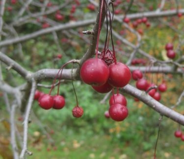 Malus x Prairifire