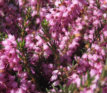 Erica x darleyensis 'Mediterranean Pink'