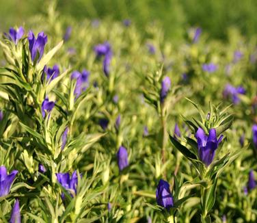 Gentiana True Blue - Gentian