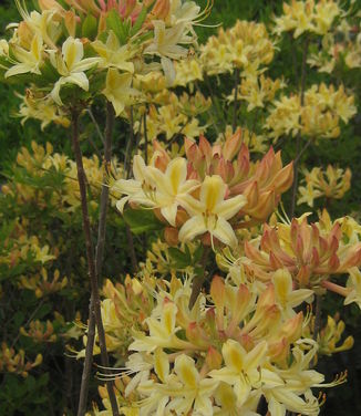 Rhododendron aus. x atlan. Choice Cream