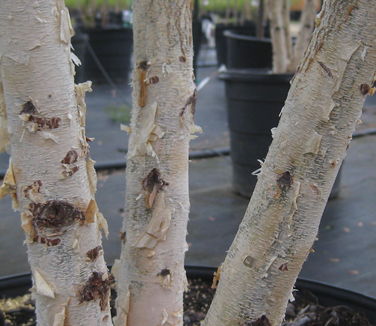 Betula nigra Dura-Heat