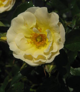 Rosa Popcorn Drift