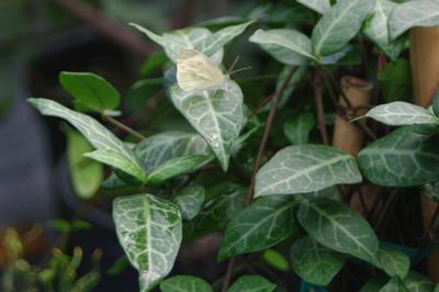 Euonymus fortunei Wolong Ghost