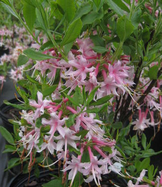  Rhododendron canescens Camilla's Blush