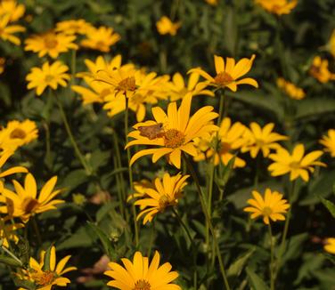 Heliopsis helianthoides