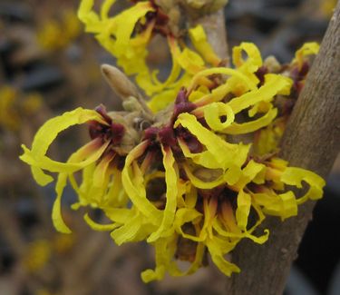Hamamelis x intermedia Primavera - Witchhazel