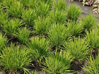 Sisyrinchium angustifolium Suwannee
