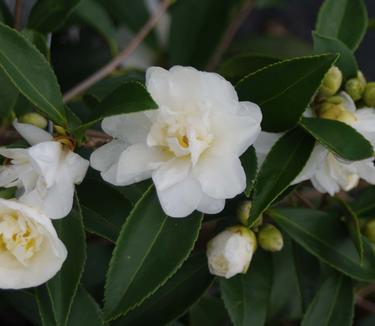 Camellia x Snow Flurry