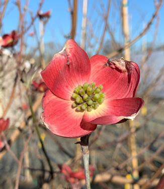 Cornus florida 'Cherokee Brave™' - Flowering Dogwood from Pleasant Run Nursery