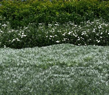 Artemisia schmidtiana 'Silver Mound' - Wormwood from Pleasant Run Nursery