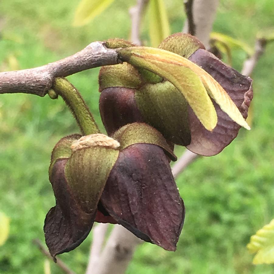 Asimina triloba 'Pennsylvania Golden' - Pawpaw from Pleasant Run Nursery