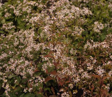 Aster lateriflorus 'Lady in Black'
