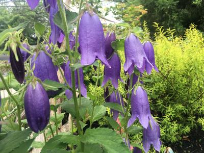 Campanula x Sarastro