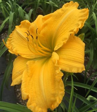 Hemerocallis 'Jen Melon'