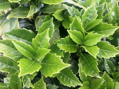 Aucuba japonica Emily Rose