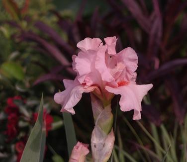 Iris germanica Lenora Pearl