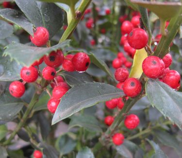 Ilex x meserveae Blue Maid® ('Mesid') - Holly