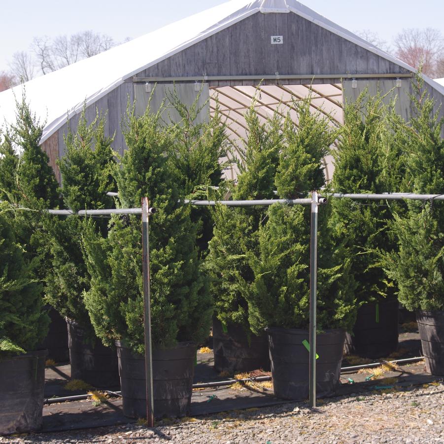 Juniperus chinensis 'Torulosa' - Hollywood Juniper from Pleasant Run Nursery
