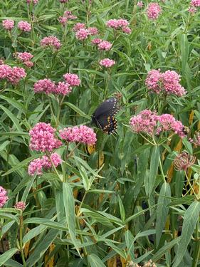 Asclepias incarnata 'Soulmate' - Swamp Milkweed from Pleasant Run Nursery