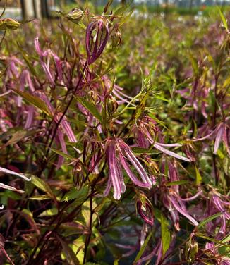 Campanula x 'Pink Octopus' - Bellflower from Pleasant Run Nursery