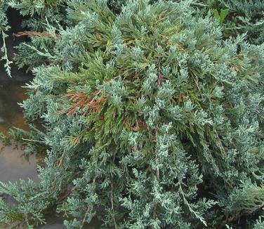 Juniperus horizontalis Wiltoni