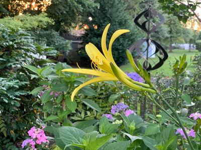 Hemerocallis citrina - at sunset!