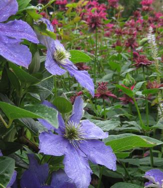 Clematis General Sikorski