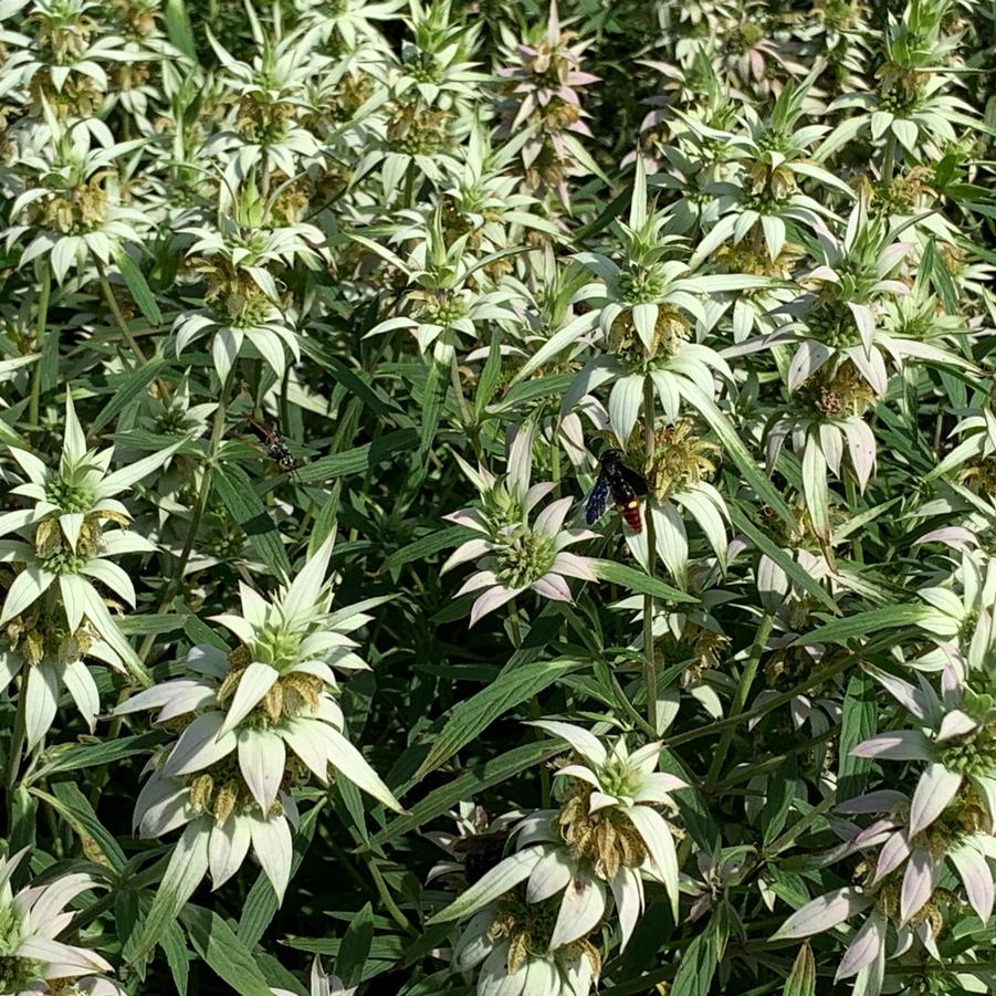 Monarda punctata - Spotted Bee Balm from Pleasant Run Nursery