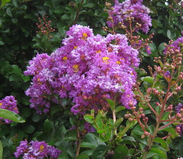 Lagerstroemia x 'Catawba' - Crapemyrtle