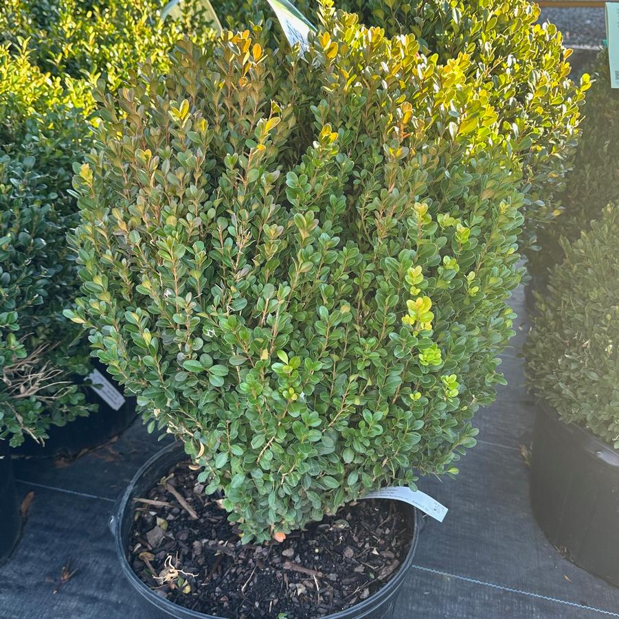 Buxus NewGen Freedom (Photo: Saunders Brothers)