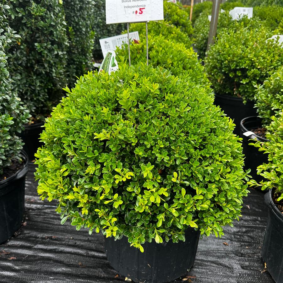 Buxus NewGen™ Independence® - Boxwood from Pleasant Run Nursery