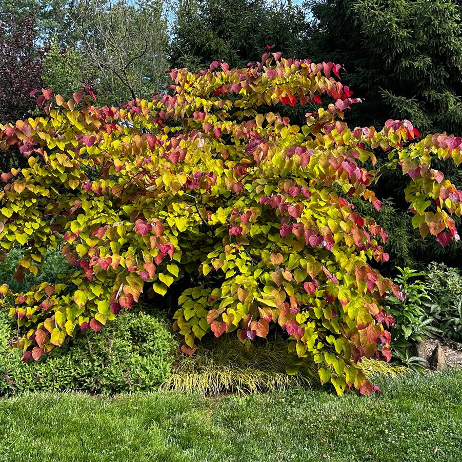 Cercis canadensis Flame Thrower @ Scott Arb