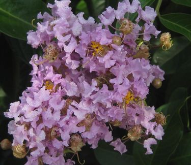 Lagerstroemia x 'Muskogee'