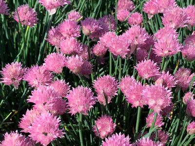 Allium schoenoprasum Forescate